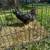Dark cornish roosters 1 thumbnail