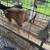 Fainting Billy Goat 4 thumbnail