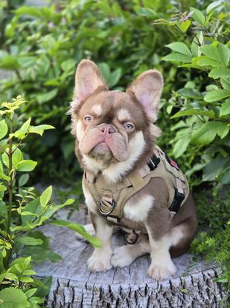 ***** FRENCHIE STUD ***** 1