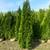 Emerald Green Arborvitae for sale 1 thumbnail