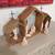 Nativity Set 2 thumbnail
