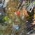 Medium Size Koi Fish 4 thumbnail