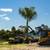 Palm Trees 11 thumbnail