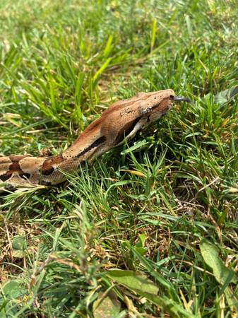 Macho Hypo jungle boa (Garfield Heights)63686622697345122