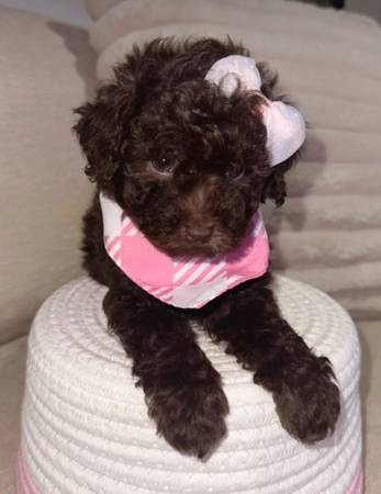 Chocolate Toy Poodle (Connell WA)63922852747395120