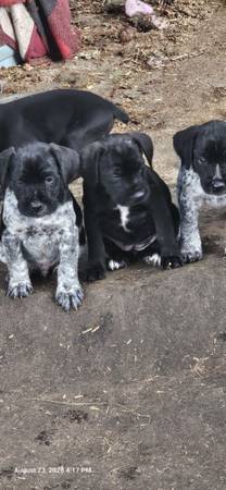 GSP/ Schnauzer pups (Chehalis)