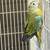 Birds 10 thumbnail