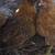 Chicks, Pullets, Chickens 3 thumbnail
