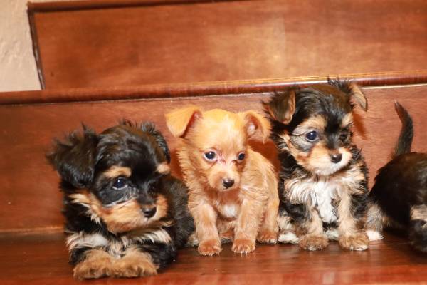 Chorkies Available for Rehoming (San Fernando)63953953470083120