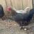 French Black Copper Marans 3 thumbnail