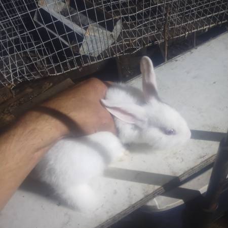 White Rabbits 8 weeks 1