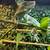 Chameleon w/ enclosure 4 thumbnail