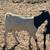 Boer Male Goats 12 thumbnail