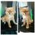 DOG GROOMING NYC CERTIFIED DOG GROOMER 3 thumbnail