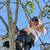 Arborist 20 thumbnail