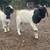 Boer buck 1 thumbnail