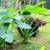 Wanted Taro plant or seeds (Edible Elephant Ears) 2 thumbnail
