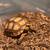 Tortoise 1 thumbnail