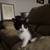 boy kittens 10 thumbnail
