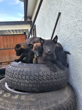 Puppies Belgian Malinois 1