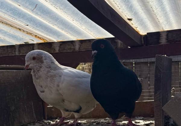 Utility Pigeons 1
