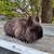Rabbits, bunnies, rehome 1 thumbnail