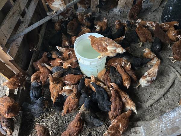 Chickens layer (Kingsport)63924600117634121