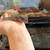 Leopard gecko 2 thumbnail