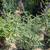 Mexican Sage 5 thumbnail