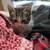 Sweet kittens 3 thumbnail