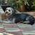 Bella and Oreo 2 thumbnail