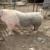 2 Breeding Sow’s 11 thumbnail