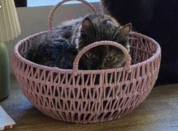 Tortoiseshell 6 month old female kitten (Renton)