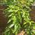 Grafted mango Philippine mango 1 thumbnail