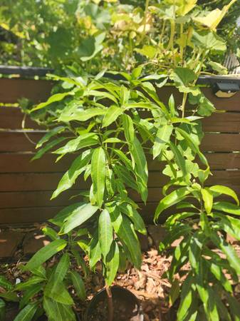 Grafted mango Philippine mango 1