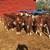 3 Polled Hereford Bull Calves 1 thumbnail