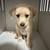 Pup 3 thumbnail