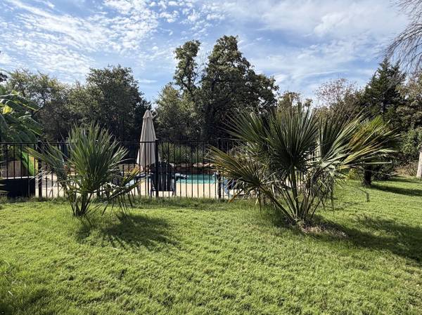 🌴 RARE & COLD-HARDY PALMS — TEXAS GROWN — SHIPPING + DFW DELIVERY! 1