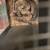 Reticulated python- Motley Sunfire 2 thumbnail
