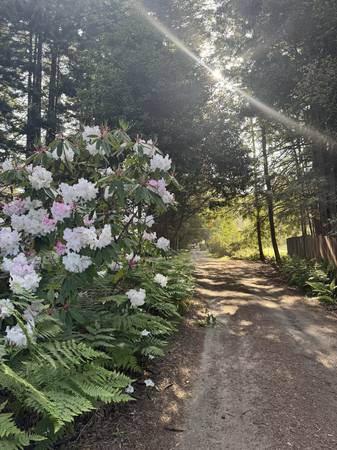 $2,490 / 2br - 2200ft2 - Huge two bedroom house + hot tub on five acres of redwoods - Sublet (Fort Bragg)64000750069378121