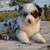 Mini Aussie Ranch Hands 1 thumbnail