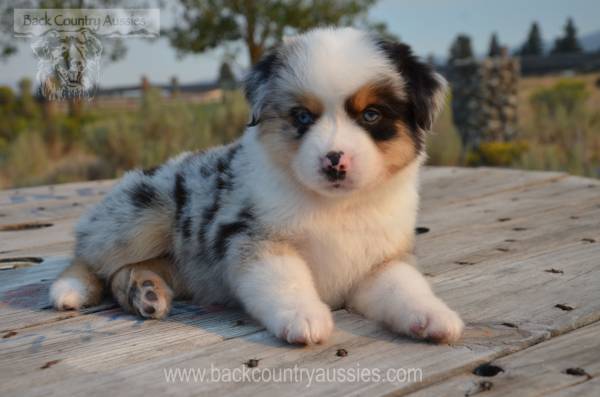 Mini Aussie Ranch Hands 1