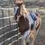 South Steens Mustangs 7 thumbnail