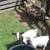 BABY GOATS 5 thumbnail