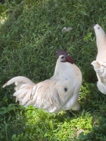 Zombie rooster (Des Moines)63671572819073121