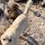 2 Great Pyrenees Anatolian Livestock Guard dogs 1 thumbnail