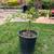 Sweet and Healthy Pomegranate plant 5 thumbnail