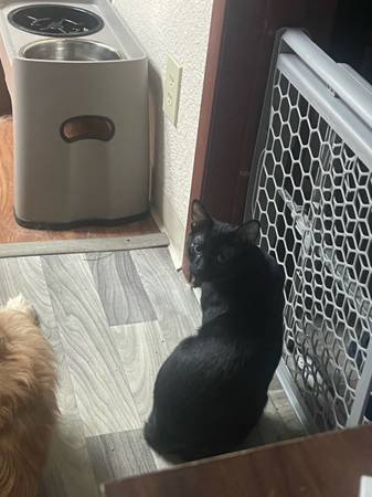 Re homing cat (West Palm Beach)63936141714307120