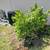 Labor,Yardwork,Moving, Junk Removal, Pressure Cleaning,Paint 24 thumbnail