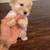 Poodles 4 thumbnail